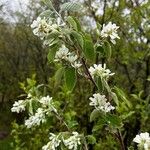 Amelanchier alnifolia Ліст