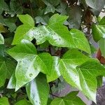 Hedera canariensis Leaf