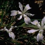 Iris tenax Habitatea