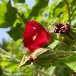 Phymosia umbellata Flower