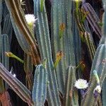 Cereus hexagonus برگ