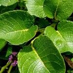 Salix herbacea Blatt