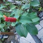 Costus spiralisFlors