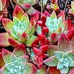 Dudleya farinosa Blad