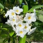 Cordia boissieri 花