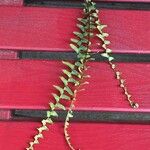 Asplenium platyneuron Folha