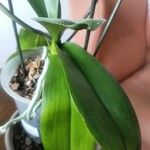 Phalaenopsis amabilis Leaf