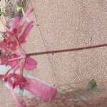 Bulbophyllum longiflorum 整株植物