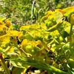 Euphorbia portlandica Flower