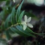 Glomera macdonaldii Flower