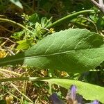 Urospermum picroides Leaf