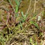 Scandix australis Yeri