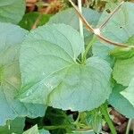 Viola reichenbachiana Leaf