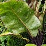 Elaphoglossum crinitum Blatt