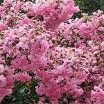 Lagerstroemia indicaKvět