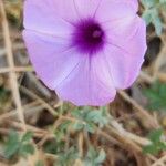 Ipomoea cairica പുഷ്പം