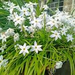 Ipheion uniflorum Habitus