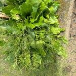 Limonium carolinianum Blad