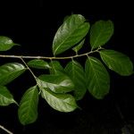 Trophis racemosa Feuille