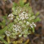 Iberis procumbens Arall