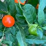 Solanum pseudocapsicum 果實