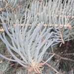 Abies concolor Foglia