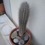 Carnegiea gigantea その他の提案