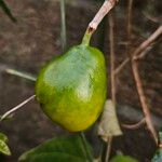 Passiflora caerulea Fruit