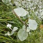 Helichrysum petiolare List
