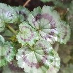 Pelargonium zonaleBlad