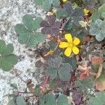 Oxalis corniculata 整株植物