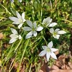 Ornithogalum divergensFlor