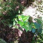 Rhaphithamnus spinosus Hoja