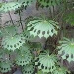 Manihot grahamii Leaf