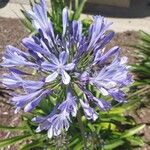 Agapanthus praecoxBlomst