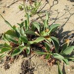 Limonium auriculiursifolium Други