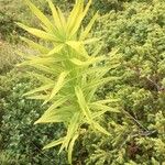 Polygonatum verticillatum 葉