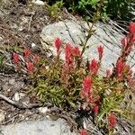 Castilleja miniata Flor