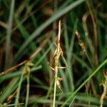 Carex pulicaris Frukt