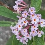 Buddleja japonica Flower