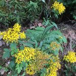 Senecio ovatus Flower