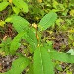 Salix eriocephala Blatt