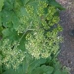 Heracleum sosnowskyi फूल