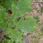 Quercus robur Levél