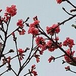 Prunus campanulata Fiore