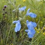 Salvia azurea Žiedas