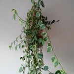 Peperomia serpens Frunză