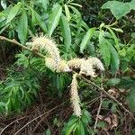 Salix pedicellata Foglia