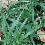 Brachypodium sylvaticum Leaf