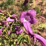 Jacaranda puberula Flor